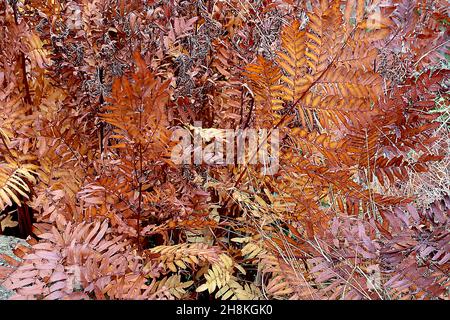 Osmunda regalis fougère royale – fougère géante avec des frondes bipennées simples de cuivre brun moyen et des tiges rouges, novembre, Angleterre, Royaume-Uni Banque D'Images
