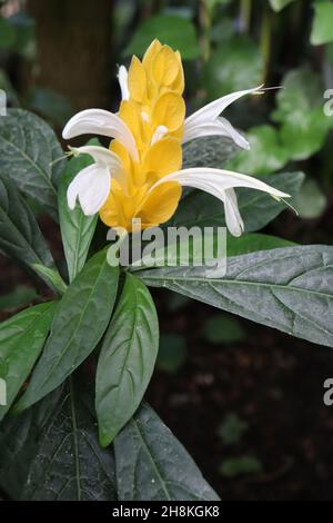 Pachystachys lutea plante à lollipop – fleurs blanches tubulaires au milieu de bractées jaunes, feuilles elliptiques vert foncé brillant, novembre, Angleterre, Royaume-Uni Banque D'Images