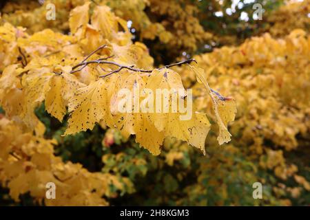 Parrotia persica ironwood perse – feuilles marbrées jaune brillant et vert moyen, novembre, Angleterre, Royaume-Uni Banque D'Images