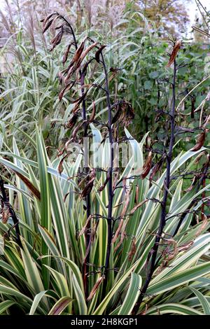 Phormium tenax «Variegata» Lily de lin Variegata – fleurs brunes séchées sur de grandes tiges noires, feuilles rayées vert foncé et jaune, novembre, Angleterre, Royaume-Uni Banque D'Images