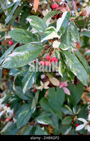 Photinia cassini ‘Marble rose’ variegated Photinia – baies rouges rondes mates et feuilles vert foncé avec des taches de crème irrégulières, novembre, Angleterre, Banque D'Images