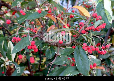 Photinia cassini ‘Marble rose’ variegated Photinia – baies rouges rondes mates et feuilles vert foncé avec des taches de crème irrégulières, novembre, Angleterre, Banque D'Images