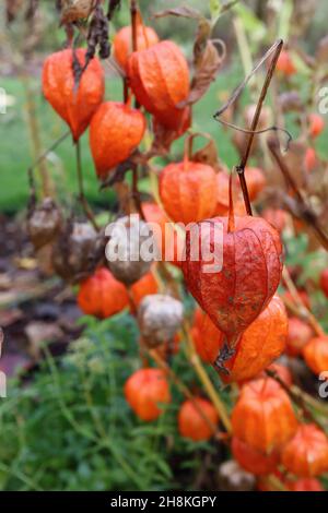 Lanterne chinoise Physalis alkekengi var franchetii – calice orange gonflé et grandes feuilles d'ovat vert moyen, novembre, Angleterre, Royaume-Uni Banque D'Images