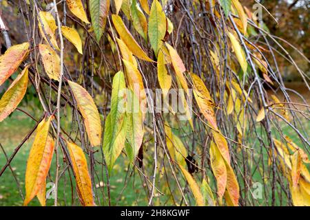 Prunus pendula «pendula rosea» roseau cerisier – feuilles jaunes et mi-vertes en forme de lance, novembre, Angleterre, Royaume-Uni Banque D'Images