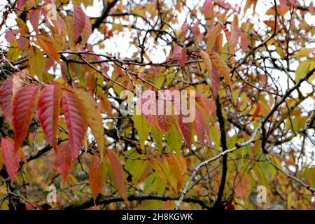 Prunus subhirtella hiver-floraison cerisier – mi-vert et de la cerise ovate feuilles avec extrémités pointues, novembre, Angleterre, Royaume-Uni Banque D'Images