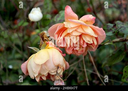 Rosa «Lady of Shalott» (rose arbustive) rose Dame de Shalott – grappes de fleurs d'orange abricot doubles, novembre, Angleterre, Royaume-Uni Banque D'Images