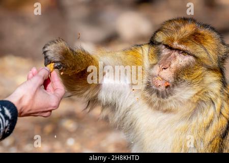 Azrou, Ifrane, États-Unis.8 novembre 2021.Macaque singes famille vivant dans des bois de cèdre près d'Azrou au Maroc (Credit image: © Walter G Arce SR Grindstone Medi/ASP via ZUMA Press Wire) Banque D'Images