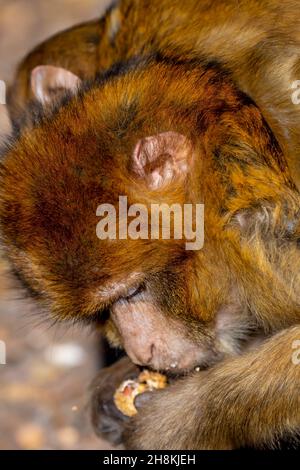 Azrou, Ifrane, États-Unis.8 novembre 2021.Macaque singes famille vivant dans des bois de cèdre près d'Azrou au Maroc (Credit image: © Walter G Arce SR Grindstone Medi/ASP via ZUMA Press Wire) Banque D'Images