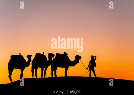 Merzouga, États-Unis.9 novembre 2021.Silhouette de trois chameaux et de leur maître contre le soleil levant dans le désert saharien au Maroc (Credit image: © Walter G Arce SR Grindstone Medi/ASP via ZUMA Press Wire) Banque D'Images