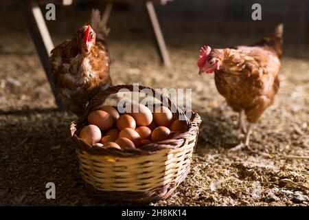 Poules pondeuses à côté d'un panier rempli d'œufs frais dans un coop de poulet Banque D'Images