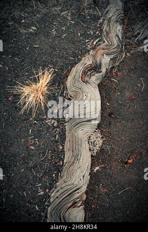 Vues sur des motifs sur un tronc d'arbre mort, paysage volcanique au monument national et réserve Craters of the Moon, Idaho, États-Unis Banque D'Images