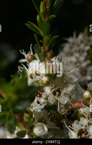 Les arbres à thé sont en pleine fleur partout - une vue magnifique!Arbre à thé pickly (Leptospermum Continentale) à la réserve de flore de Hochkins Ridge. Banque D'Images