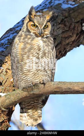 Grand hibou à cornes debout sur une branche d'arbre, Québec, Canada Banque D'Images