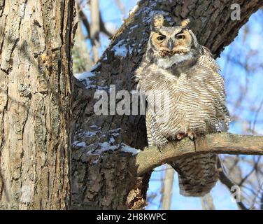 Grand hibou à cornes debout sur une branche d'arbre, Québec, Canada Banque D'Images