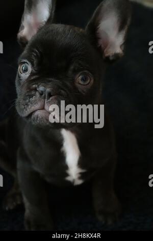 Jeune chien de taureaux français noir avec dessin de cravate blanc, sur fond sombre Banque D'Images