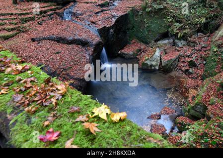 Une chute d'eau en automne avec des feuilles d'érable lues sur des rochers. Banque D'Images