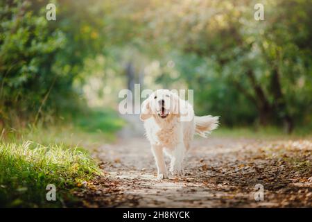 Active, Smile Dog Labrador Happy Golden Retriever courez en plein air dans le parc d'herbe le jour d'été ensoleillé. Banque D'Images