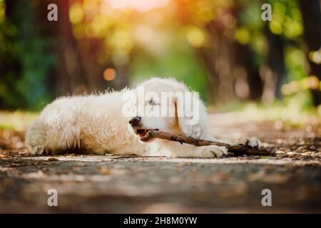 Labrador Golden Retriever des griffes bâton sur la promenade dans le parc d'été. Banque D'Images