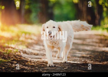 Active, Smile Dog Labrador heureux Golden retriever plein air dans le parc d'herbe le jour d'été ensoleillé. Banque D'Images