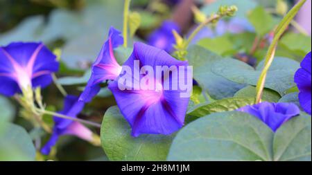 Ipomoea indica, violet ipomoea fleurs fond.Un gros plan de bleu et rose ipomoea indica, une vigne vivace connue sous le nom de fleur de gloire de matin bleu. Banque D'Images