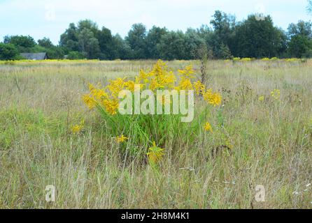 Plante de Solidago canadensis.Une floraison de fleurs jaunes solidago canadien, la verge d'or, une mauvaise herbe envahissante pousse dans la prairie avec de l'herbe sèche. Banque D'Images