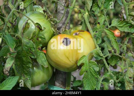 Maladie et problèmes des fruits de tomate.Signes de la maladie de l'anthracnose de la tomate, pourriture noire sur une tomate verte non mûre en raison du temps chaud et humide. Banque D'Images