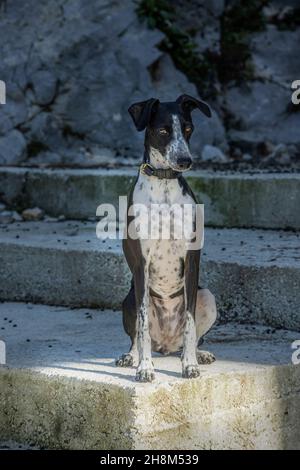 Greyhound Ruby pose calmement sur des escaliers en béton. Banque D'Images