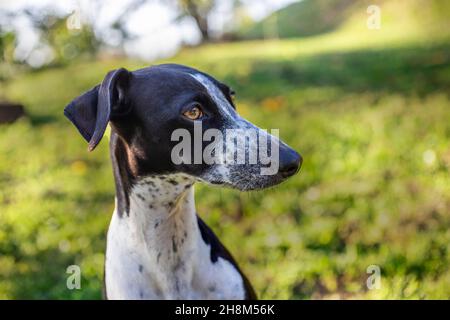 Rubis sur fond coloré.Petit Greyhound sur flou Meadow. Banque D'Images