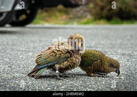 Deux oiseaux Kea mangeant de la chapelure sur le terrain pavé d'un parc à carpark à Arthur's Pass, South Island. Banque D'Images