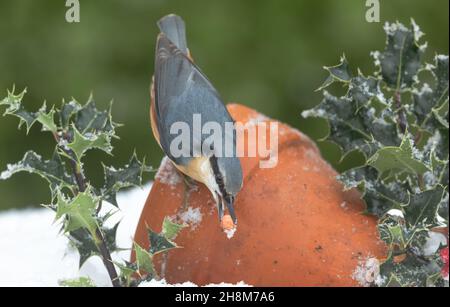 Gros plan d'un Nutchatch engueux en hiver avec de la neige et du houx.Perchée sur une terre cuite et orientée vers le bas avec une arachide dans le bec.Nettoyer le fond Banque D'Images