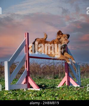 entraînement de l'agilité pour un toller dans la nature Banque D'Images