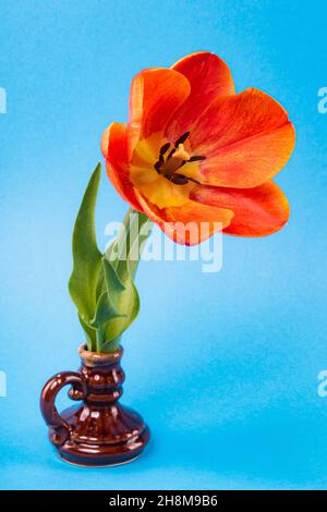 Grande fleur de tulipe rouge et jaune dans un petit vase antique sur fond bleu Banque D'Images