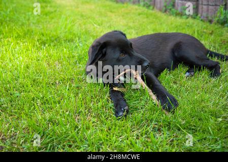 Joli jeune chien Kaya jouant dans le jardin Banque D'Images