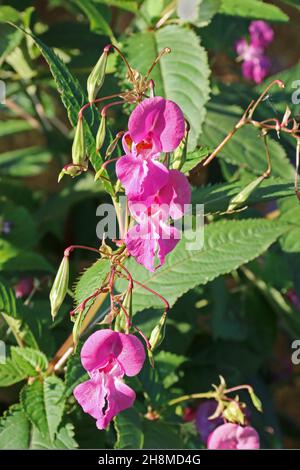 Balsam de l'Himalaya, fleurs et gousses de graines Banque D'Images