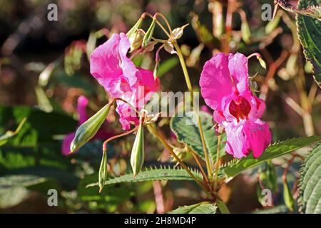 Balsam de l'Himalaya, fleurs et gousses de graines Banque D'Images