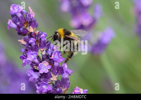 Un bourdon assis sur une fleur pourpre mangeant le nectar Banque D'Images