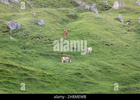 Pâturage des vaches dans une prairie alpine dans les Dolomites italiens Banque D'Images