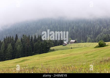 Prairie alpine après la pluie et forêt enveloppée dans un brouillard dense dans les Alpes italiennes Banque D'Images