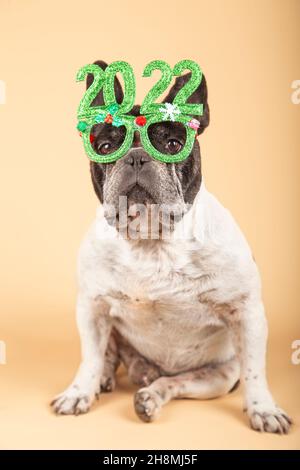 Magnifique chien de taureau français avec lunettes de fête 2022.Image verticale Bonne Année. Banque D'Images