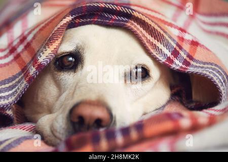 Portrait mignon de labrador Retriever.Chien couvert dans une couverture attendant à la maison. Banque D'Images