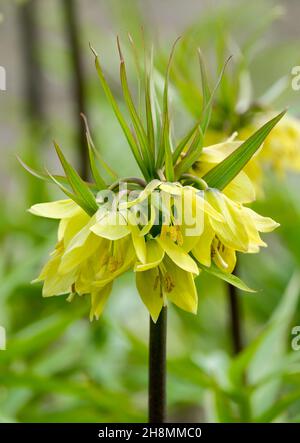 Fritilaria imperialis 'Early sensation', Crown Imperial 'Early sensation'.Gros plan de fleurs jaunes Banque D'Images