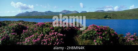 Vue sur Lough Fee avec arbustes roses en rhododendron en premier plan, près de Clifden, Connemara, comté de Galway, Irlande,Europe Banque D'Images