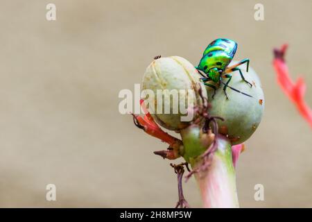 Chrysocoris stollii.Insecte vert indien.Coléoptère vert Banque D'Images