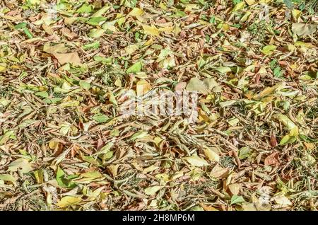 Libre automne feuilles sèches de la texture pour l'arrière-plan. Banque D'Images