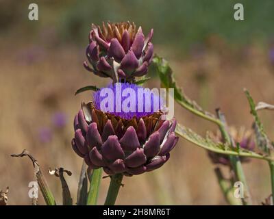 Artichaut à fleurs (Cynara scolymus) (Cynara cardunculus subsp. Scolymus (L.)Hegi, Syn.: L.), champ d'artichaut, feuilles d'artichaut, Andalousie Banque D'Images