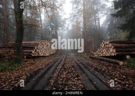 Pile de bois d'épinettes décortiquées prêtes à être retirée dans la forêt automnale, Rhénanie-du-Nord-Westphalie, Allemagne Banque D'Images