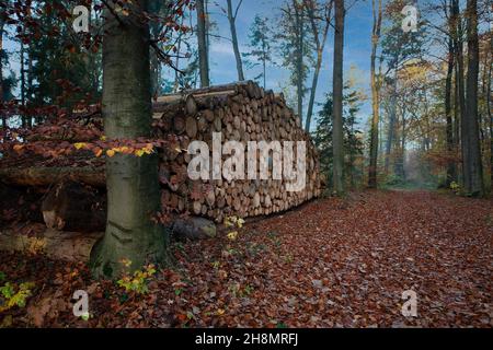 Pile de bois d'épinettes décortiquées prêtes à être retirée dans la forêt automnale, Rhénanie-du-Nord-Westphalie, Allemagne Banque D'Images