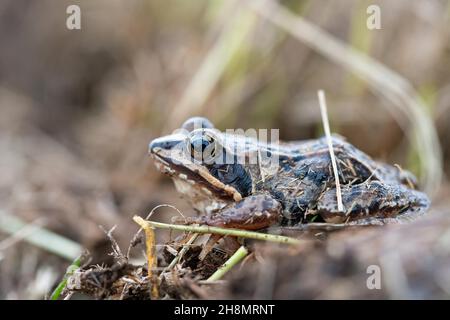 Grenouille Moor (Rana arvalis), assise au bord de l'eau, Stapeler Moor, Basse-Saxe, Allemagne Banque D'Images