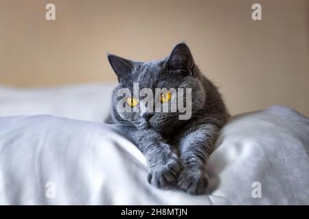 Joli chat pygashort britannique gris posé sur le lit à l'intérieur de la maison.Chat domestique paresseux dans la chambre.Vue de face avec espace de copie Banque D'Images