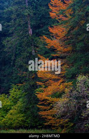 Casentinesi forêts NP, Forêt en automne, Apennin, Toskana, Italien Banque D'Images